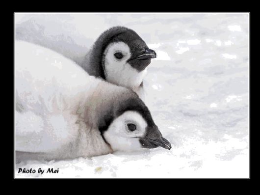 Snow Hill Island Safari, Antarctica