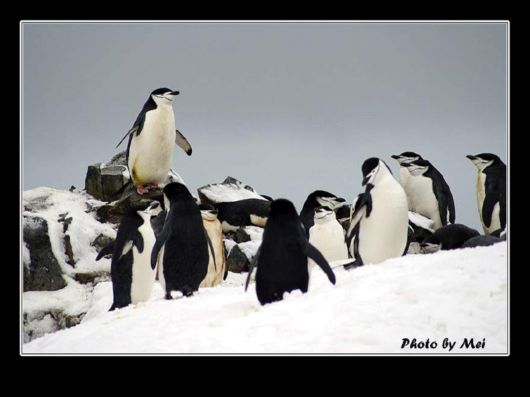 Snow Hill Island Safari, Antarctica