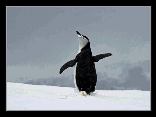 Snow Hill Island Safari, Antarctica