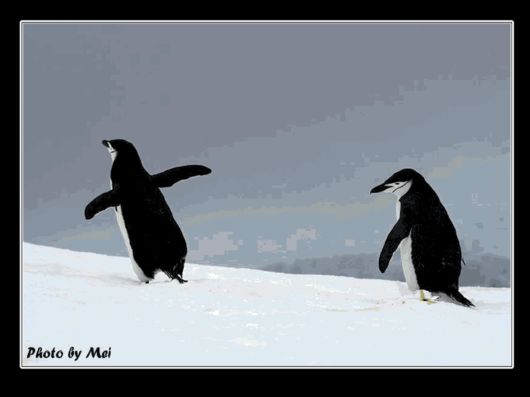 Snow Hill Island Safari, Antarctica
