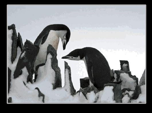 Snow Hill Island Safari, Antarctica