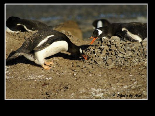 Snow Hill Island Safari, Antarctica