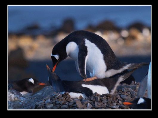 Snow Hill Island Safari, Antarctica