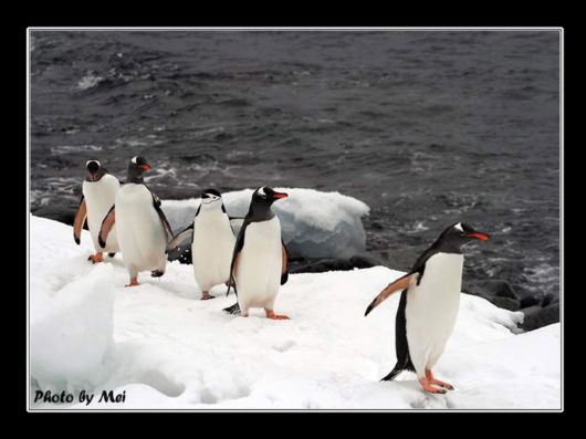 Snow Hill Island Safari, Antarctica