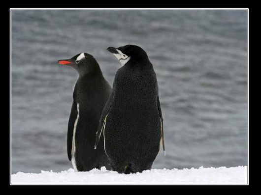 Snow Hill Island Safari, Antarctica
