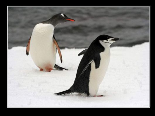 Snow Hill Island Safari, Antarctica