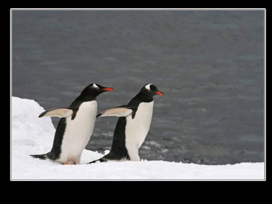 Snow Hill Island Safari, Antarctica