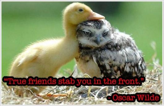 Friendship Quotes With Animals Pictures