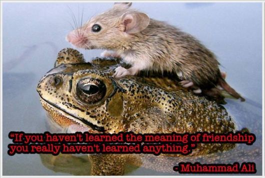 Friendship Quotes With Animals Pictures | Funzug.com
