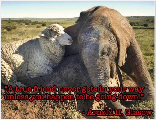 Friendship Quotes With Animals Pictures