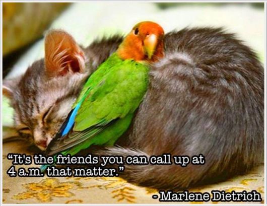 Friendship Quotes With Animals Pictures