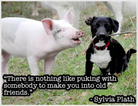 Friendship Quotes With Animals Pictures