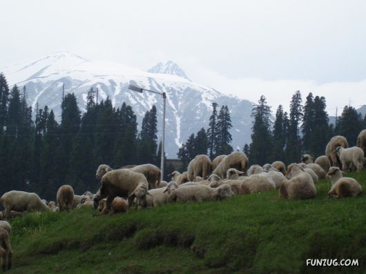 Stunning Gulmarg Worlds Highest Gondola