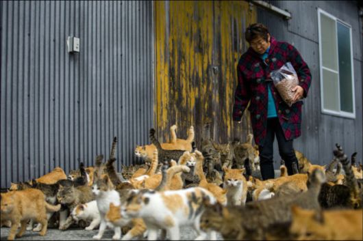 An Island Of Cats In Japan