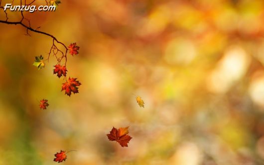 Click to Enlarge - Fantastic Wallpapers For Your Desktop