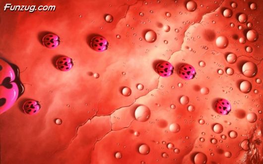 Click to Enlarge - Fantastic Wallpapers For Your Desktop