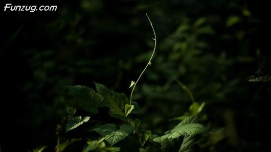 Click to Enlarge - Fantastic Wallpapers For Your Desktop