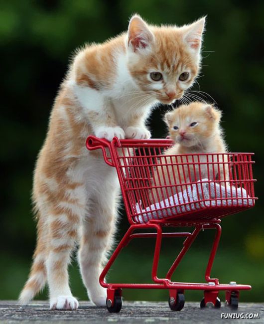 Animals With Their Adorable Mini-Me Counterparts