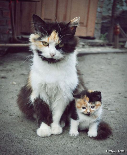 Animals With Their Adorable Mini-Me Counterparts