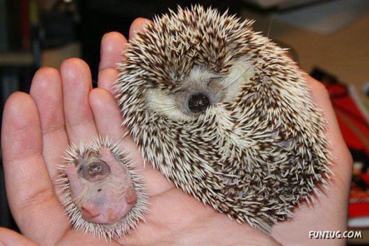 Animals With Their Adorable Mini-Me Counterparts