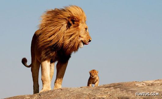 Animals With Their Adorable Mini-Me Counterparts