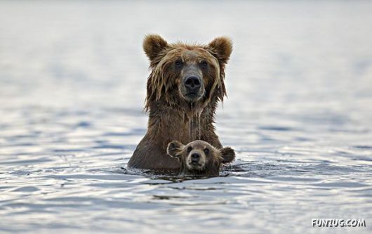 Animals With Their Adorable Mini-Me Counterparts