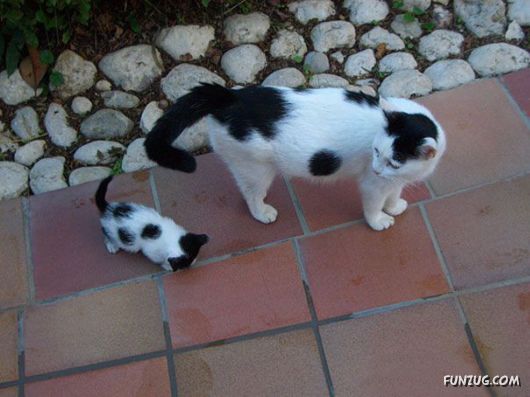 Animals With Their Adorable Mini-Me Counterparts
