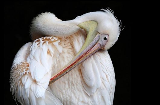 Beautiful Birds In Action