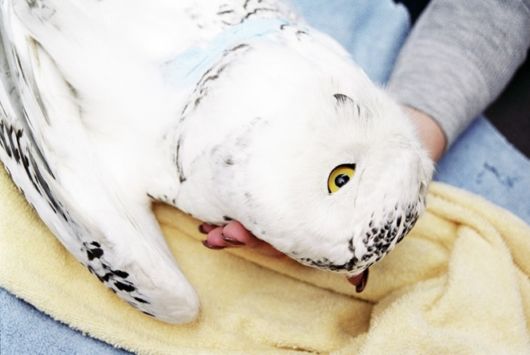 Beautiful Birds In Action