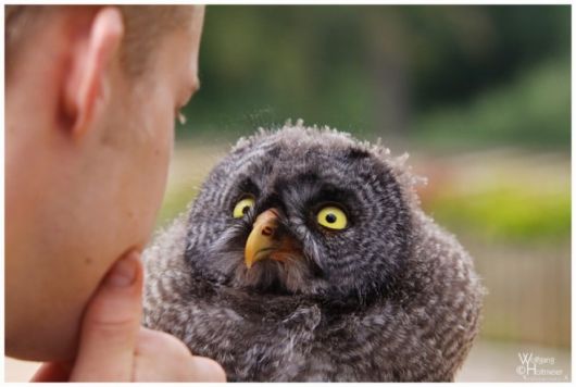 Beautiful Birds In Action