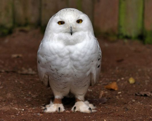 Beautiful Birds In Action