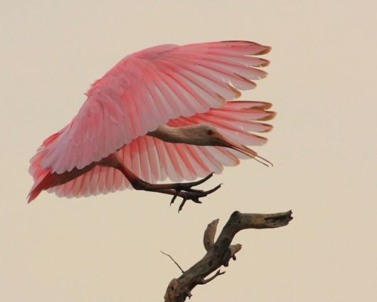 Beautiful Birds In Action