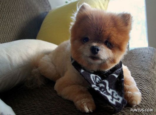 My New Cute Little Puppy