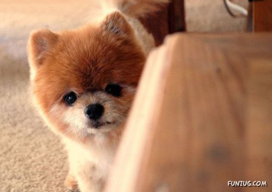 My New Cute Little Puppy