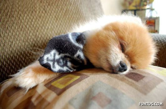 My New Cute Little Puppy