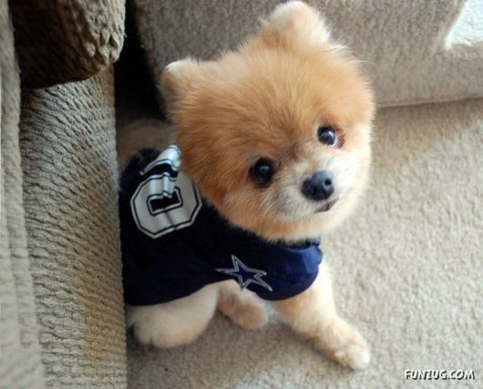 My New Cute Little Puppy