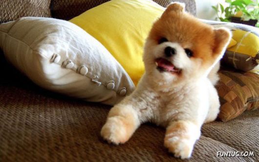 My New Cute Little Puppy