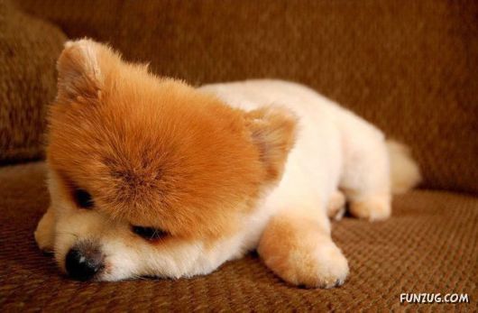 My New Cute Little Puppy