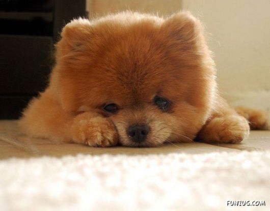 My New Cute Little Puppy