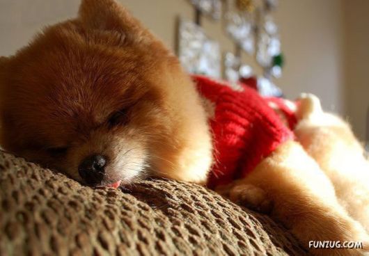 My New Cute Little Puppy