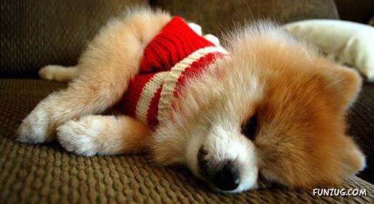 My New Cute Little Puppy