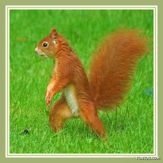 Cutest Squirrels Excellent Photography