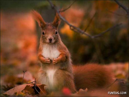 Cutest Squirrels Excellent Photography