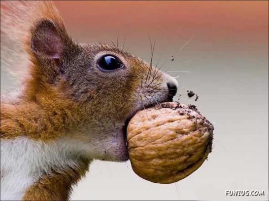 Cutest Squirrels Excellent Photography