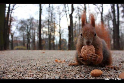 Cutest Squirrels Excellent Photography
