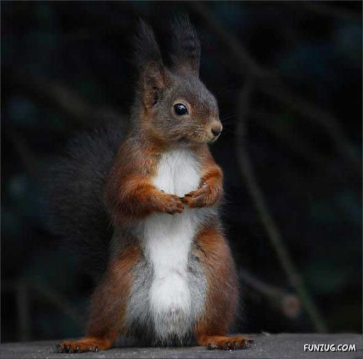 Cutest Squirrels Excellent Photography