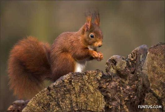 Cutest Squirrels Excellent Photography