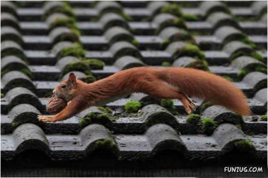 Cutest Squirrels Excellent Photography