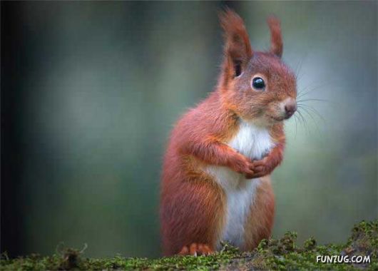 Cutest Squirrels Excellent Photography