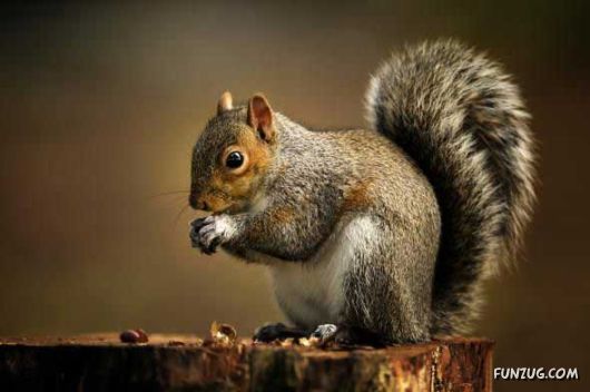 Cutest Squirrels Excellent Photography